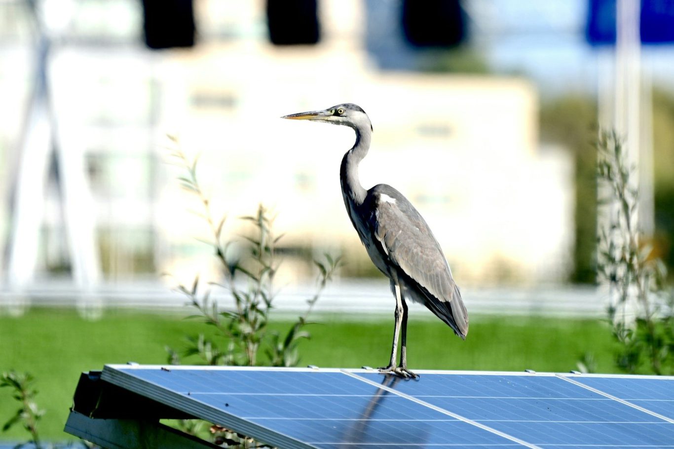 Een reiger staat op een zonnepaneel met een groene achtergrond.